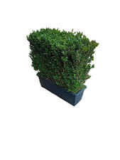 Buxus sempervirens instant hedging troughs 50cm long