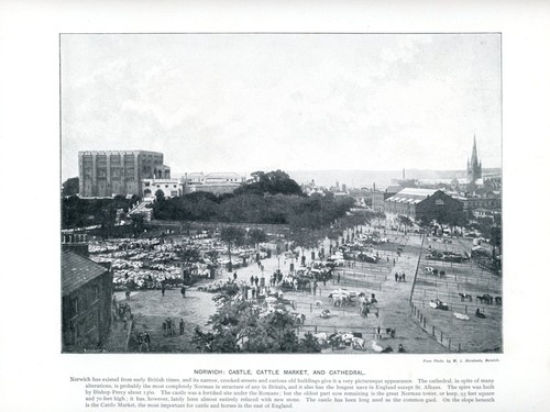 Norwich cattle market - cattle, &