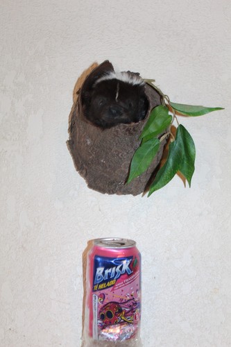 Striped skunk mount taxidermy - skunk,