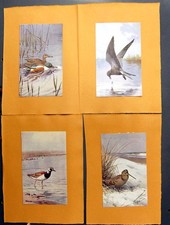 Original Old Antique Print Woodcock Petrel Shoveler J.C. Harrison Turnstone