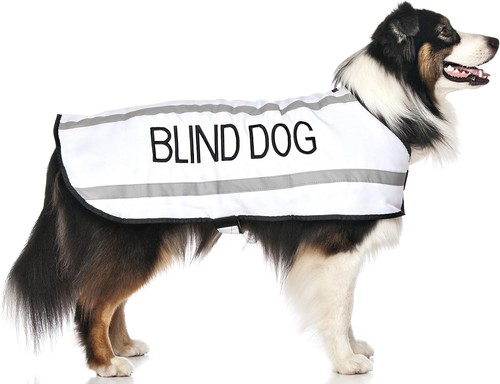 Blind dog has limited - (dog, limited/no