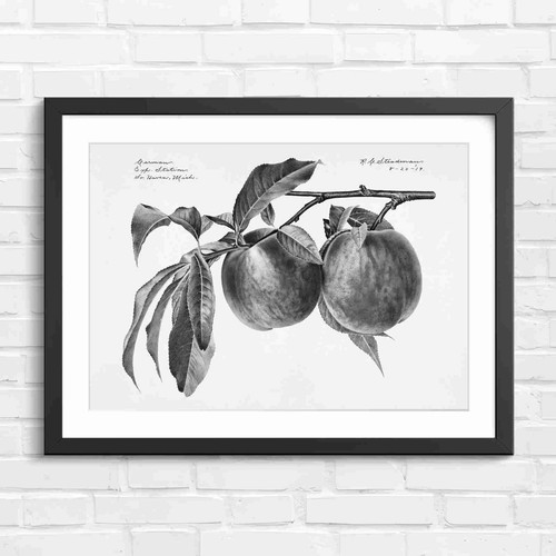 Vintage carman peaches branch - vintage,