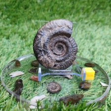 Hildoceras ammonite fossil