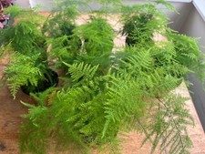 Asparagus Fern Plant