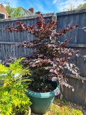 Copper Beech ( Fagus Sylvatica Purpea  ) 