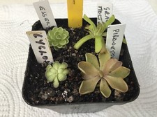 Pinguicula collection. #1