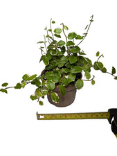 Creeping Fig Variegated Ficus pumila potted or rotted cutting Reptile houseplant