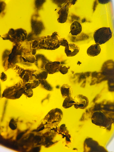 Burmese burmite cretaceous - burmese,