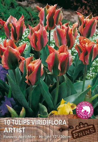 Tulip bulbs viridiflora - bulbs,