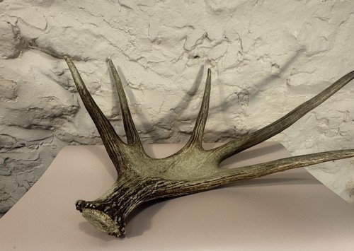 Large genuine european - european, elk