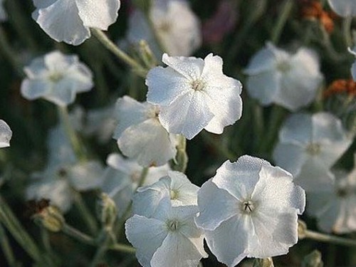 White rose campion lychnis - campion,