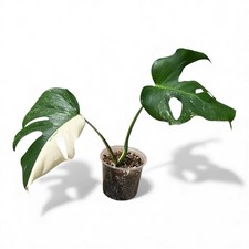 Rare! | Variegated | Monstera