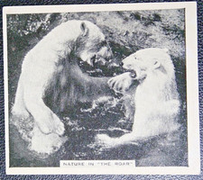 POLAR BEARS FIGHTING