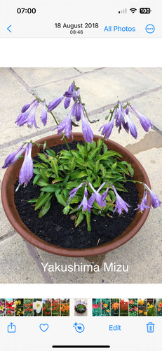 Dwarf hosta yakushima mizu - dwarf,