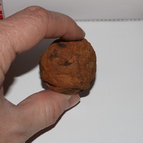 Meta sequoia pine - sequoia, fossil