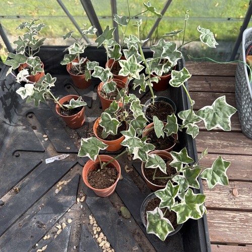 Pelargonium élégante - l’élégante, |