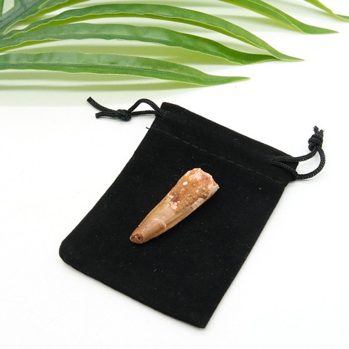 Spinosaurus tooth dinosaur - spinosaurus,