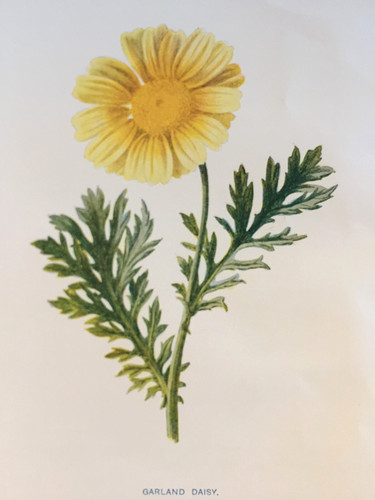 Garland daisy c1900s antique - garland,