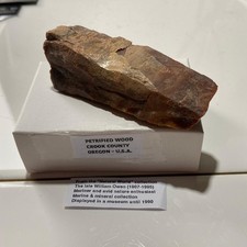 PETRIFIED WOOD : CROOK COUNTY