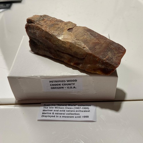 Petrified wood crook county - petrified, :
