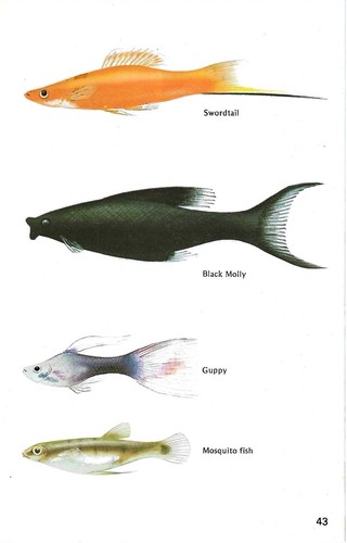 Vintage exotic fish print