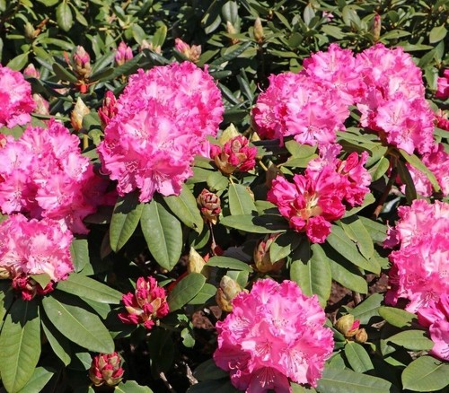 Rhododendron germania pink - germania,