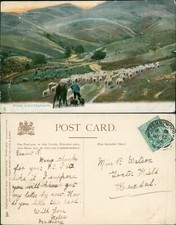 Sheep in The Highlands 1904