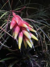 Vriesea Poenulata Brazilian