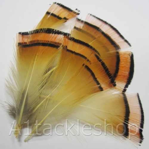Veniard golden pheasant - veniard,