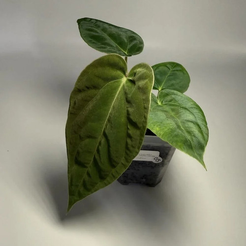Anthurium carlablackiae x - anthurium,