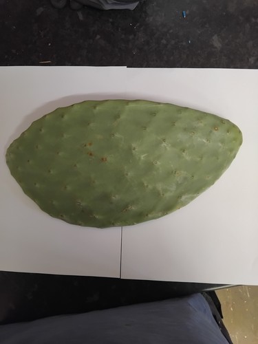 Opuntia catcus pad prickly - catcus,