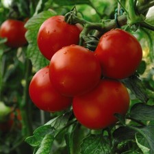 Tomato Plugs Fruit/Veg Annual