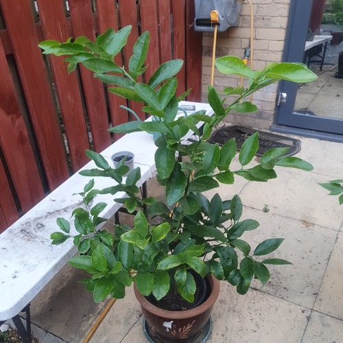 Citrus lime tree - citrus,
