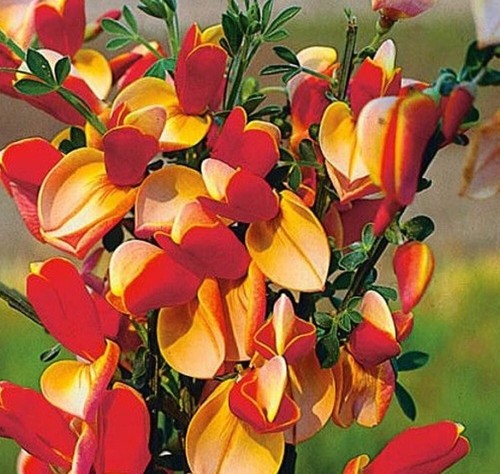 Cytsus broom plant - cytsus,
