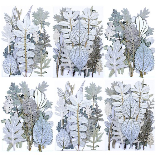 Pressed dried flowers - pressed, leaves
