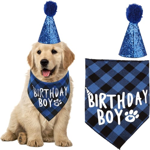 Cute boy dog - &, birthday