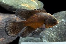 Longfin Red Oscar – 2" Live
