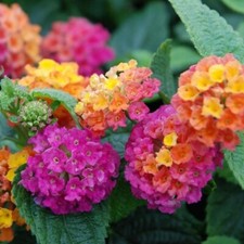 Lantana plug plants garden - lantana,