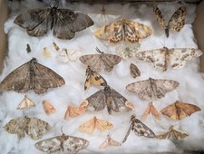 Moths & Butterflies Collection x27 Old/repaired/damaged. See Photos #1970