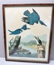 Vintage 1964 Audubon Framed