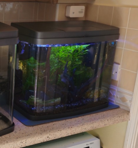Bowfront glass aquarium tank - bowfront,