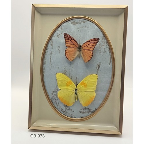 The collector cabinet framed - cabinet,