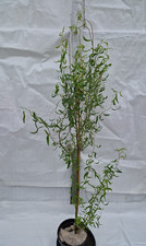 Contorted Willow, Twisted