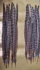20 Natural Pheasant Hen Tail