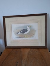 Vintage Print 'Lesser Black