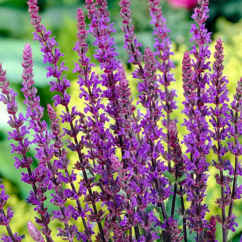 Salvia caradonna deciduous - |,