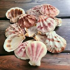 Craft Scallop Shells