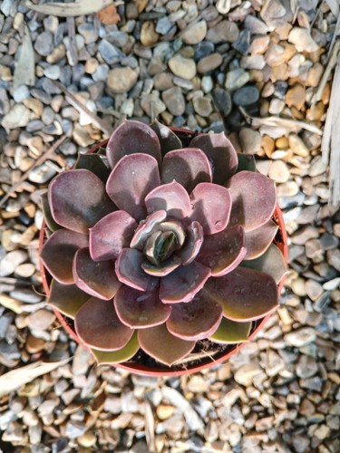 Echeveria purple pink mina - purple,
