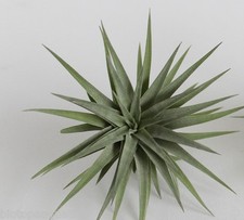 Tillandsia Plagiotropica Live air plant bioactive natural house plant vivarium