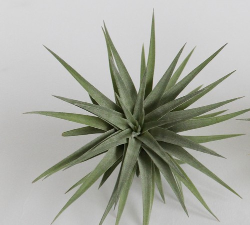 Tillandsia plagiotropica live - plagiotropica,